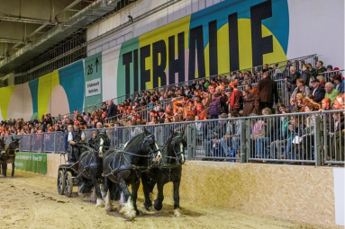 A carriage team can be seen in the demonstration ring of the animal arena.